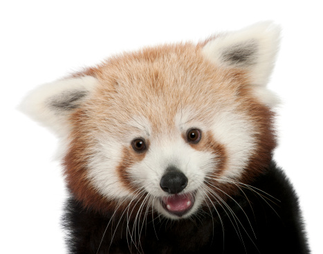 Primer plano de joven panda rojo o gato, Ailurus fulgens brillante photo