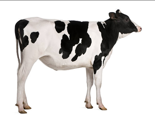istock Holstein cow, 13 months old, standing against white background 175770291