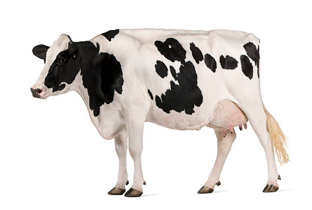 istock Holstein cow standing in front of white background 175770358