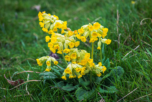 Yellow daffodil flower lit by sunlight in spring garden. Easter, springtime background