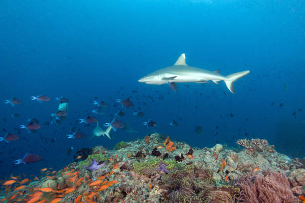 istock Massive Shark Swimming Next To The Reef 1757704641