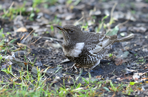 Adult ring ouzel (Turdus torquatus) shot close up sitting on the ground in different types of background