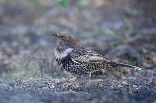 Adult ring ouzel (Turdus torquatus) shot close up sitting on the ground in different types of background