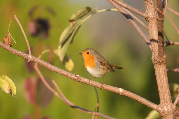 Close-up shot of an adult European robin (Erithacus rubecula) sitting on a branch against a blurred background and in the soft morning light