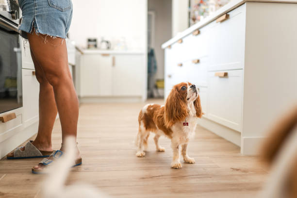 istock Cavalier King Charles Spaniel waiting in the kitchen while her owner cooks 1757712820