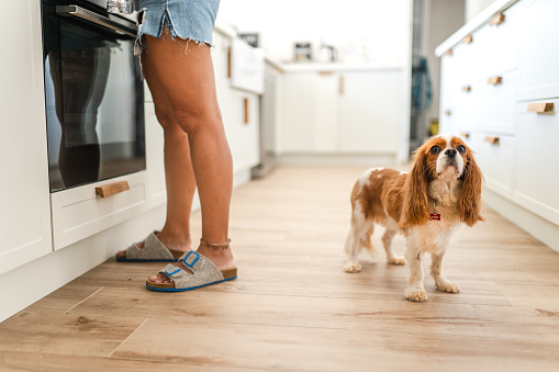 Cavalier King Charles Spaniel waiting in the kitchen while her owner cooks