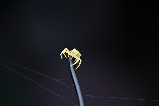 small yellow spider