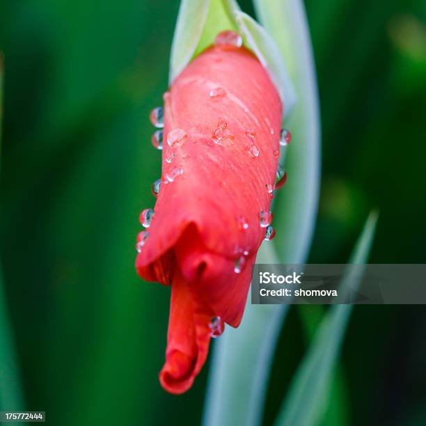 Raindrops On Pink Gladiolus Flower Bud Stock Photo - Download Image Now - Art, Art And Craft, Beauty In Nature