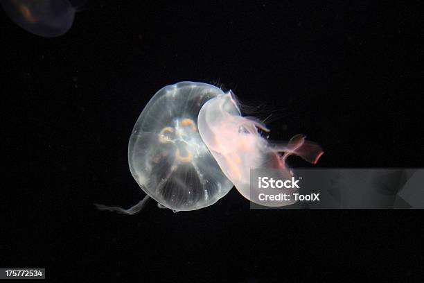 Qualle Stockfoto und mehr Bilder von Auf dem Wasser treiben - Auf dem Wasser treiben, Draufsicht, Extreme Nahaufnahme