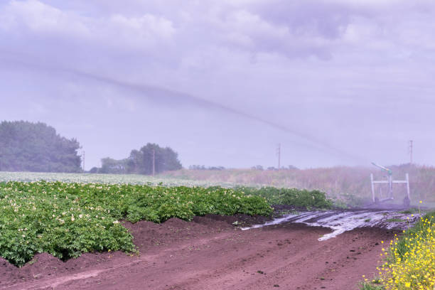 istock Abundance in Drought: Extensive Potato Crops Being Irrigated by a Sprinkler Cannon 1757726029