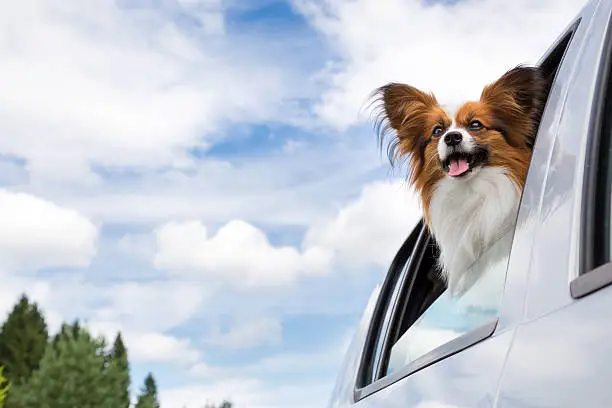 Dog poking his head out window of a car