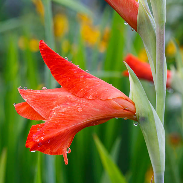 istock Raindrops on a red gladiolus flower closeup 175774818