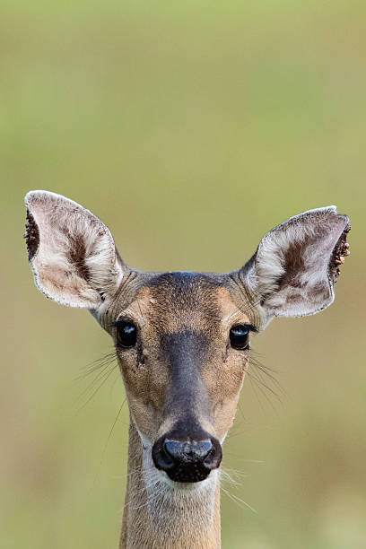 istock Head shot of doe deer 175774867