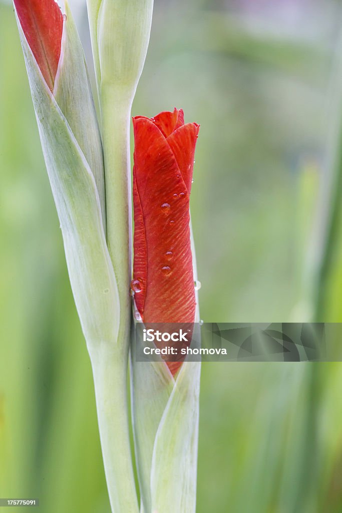 Regentropfen auf roten Gladiole Blumen bud - Lizenzfrei Baumblüte Stock-Foto