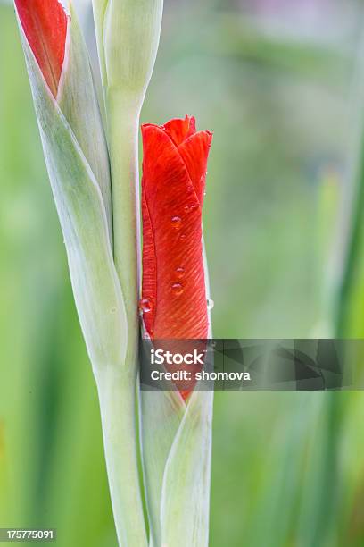 Regentropfen Auf Roten Gladiole Blumen Bud Stockfoto und mehr Bilder von Baumblüte - Baumblüte, Blume, Blumenbouqet