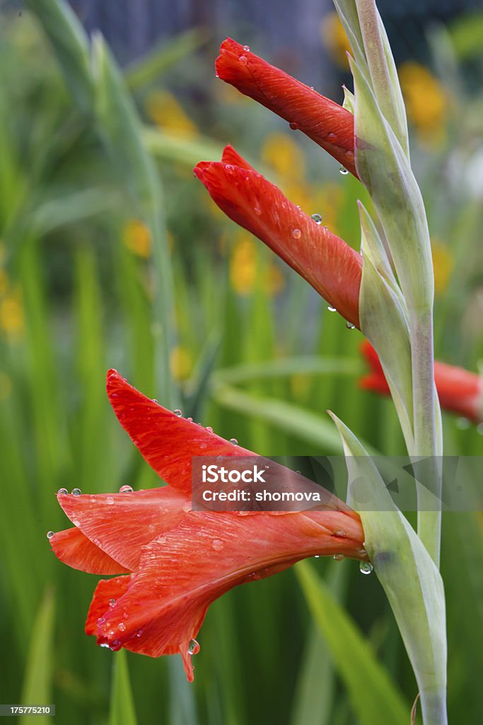 Le gocce d'acqua su rosso con Gladiolo fiori in primo piano - Foto stock royalty-free di Acqua