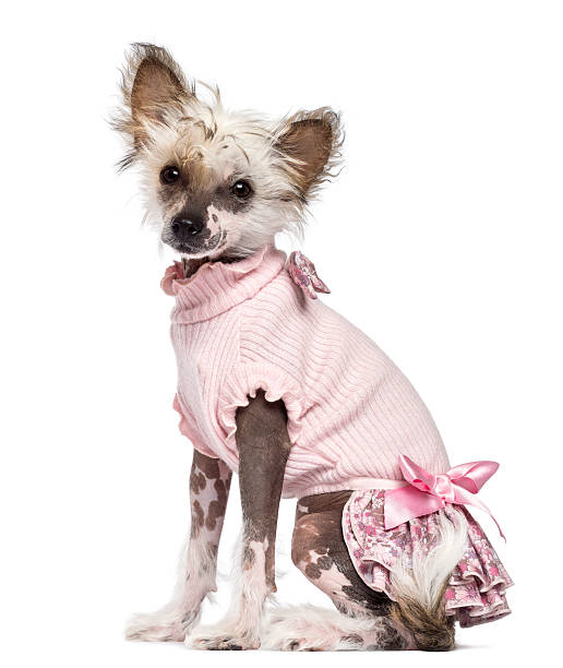 istock Chinese Crested Dog puppy sitting  in pink 175775450