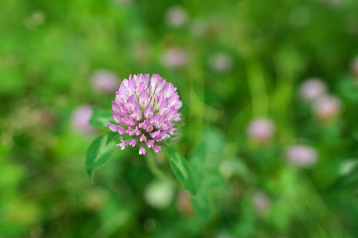 Clover flower. Abstract floral background.