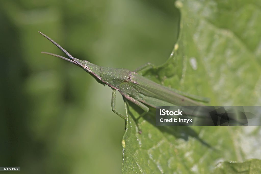 Gros plan de locust dans la nature sauvage - Photo de Agriculture libre de droits