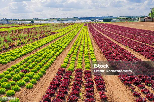 Photo libre de droit de Farm banque d'images et plus d'images libres de droit de Affaires - Affaires, Agriculture, Aliment