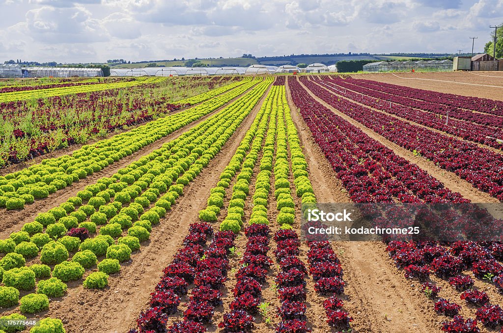 farm - Foto stock royalty-free di Affari