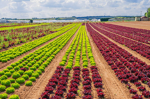 farm - vale of evesham foto e immagini stock