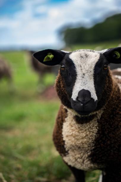 istock Vertical closeup shot of a cute fluffy sheep with tags on its ears 1757760432