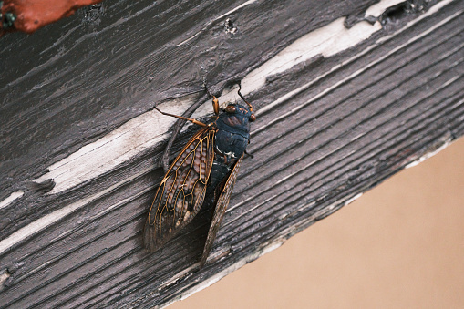 A brown cicada perched in a private house