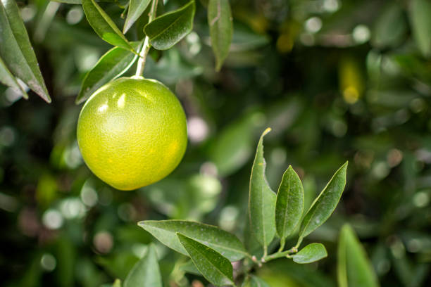 Fresh ripe orange green on the tree in the green garden orchard
