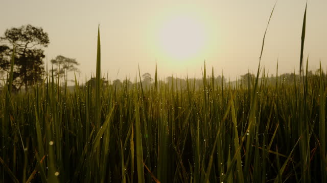 Organic rice field with droplet on leaf in the morning.
