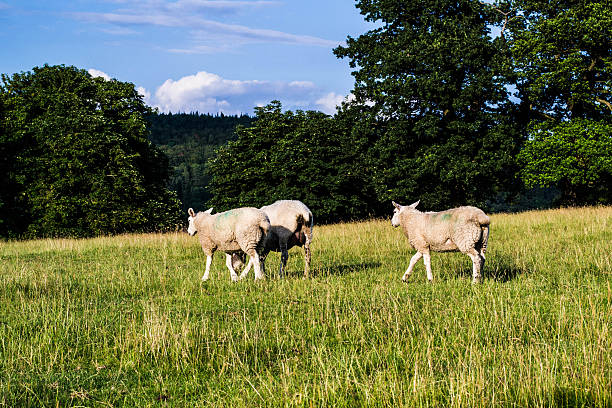 Countryside Picture of the English countryside in South Yorkshire near Chatsworth house. Sheep feeding can be appreciated late in the afternoon. chatsworth house photos stock pictures, royalty-free photos & images
