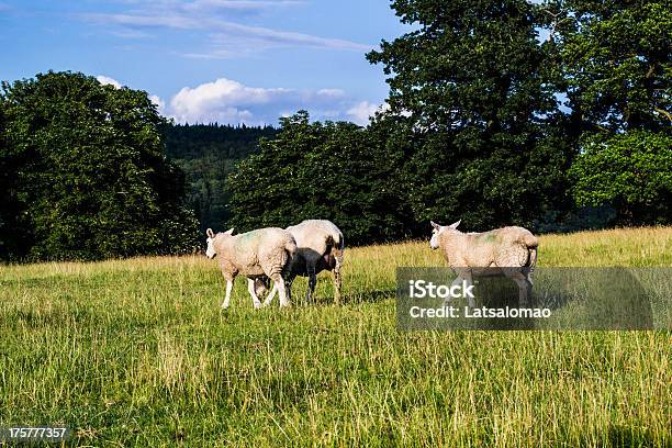 Countryside Stock Photo - Download Image Now - Agriculture, Backgrounds, Beauty In Nature