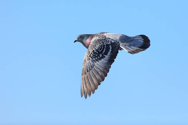 istock Columba livia, Rock Dove. 175777911