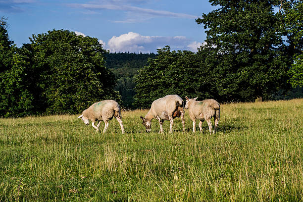 Countryside Picture of the English countryside in South Yorkshire near Chatsworth house. Sheep feeding can be appreciated late in the afternoon. chatsworth house photos stock pictures, royalty-free photos & images