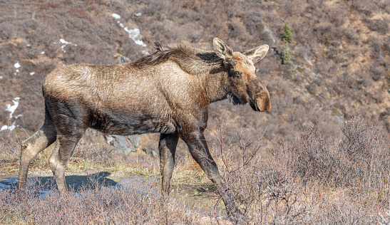 Bull moose (Alces alces) feeds on fall foliage (Dwarf Birch), Denali Nat'l Park, Alaska.