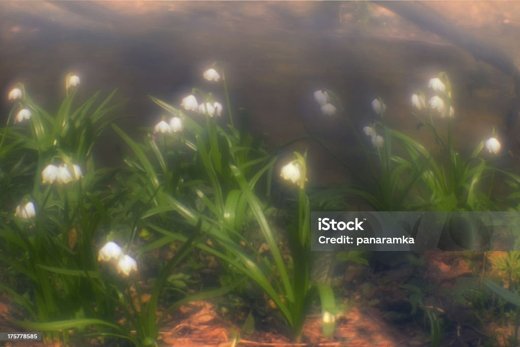 Flores de primavera - Foto de stock de Arbusto libre de derechos