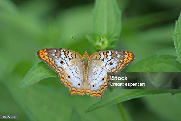 Foto de Borboletapavão Branco Anartia Jatrophae e mais fotos de stock de Aberto - Aberto, Asa animal, Barbatana dorsal