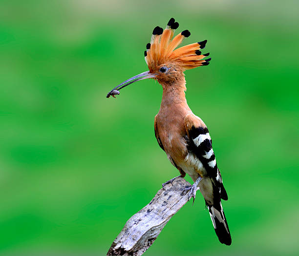 istock Common or Eurasian Hoopoe on the branch 175778974