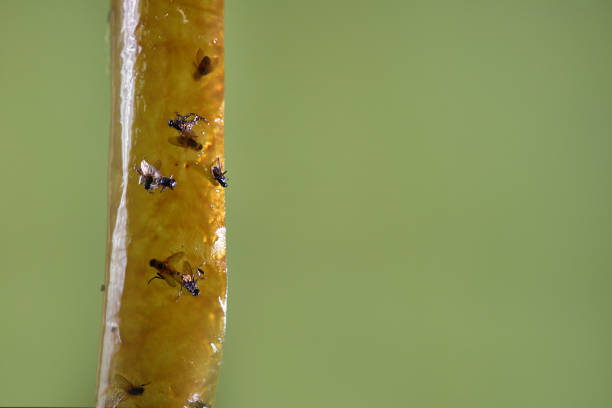 istock Flies stick to the sticky tape to kill pests. Pest control. 1757793109