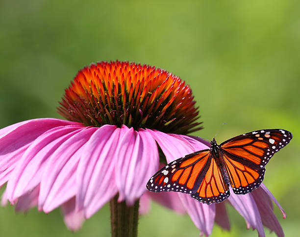 Monarch Butterfly Landing on a Beautiful Flower stock photo