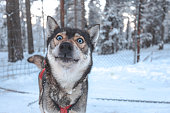 Portrait of a Blue eyed husky dog in the snow