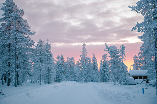 Beautiful pink color winter sunset landscape with snowy forest big pine trees covered snow from Levi, Lapland, Finland