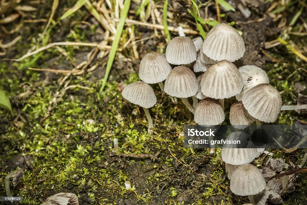 Groupe de champignons - Photo de Automne libre de droits