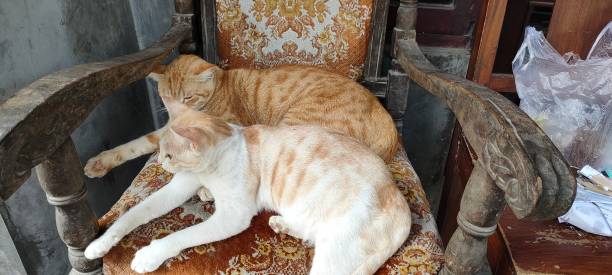 istock two cats sitting on a chair 1757814746