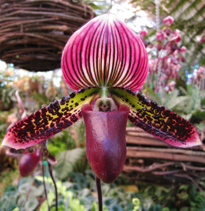 Lady's slipper orchid. Paphiopedilum Callosum.