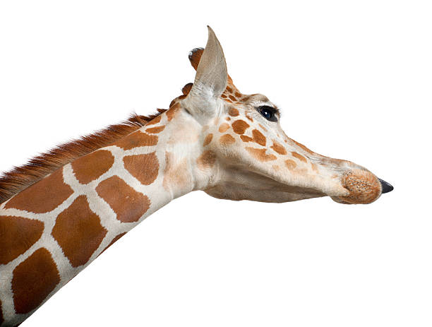 istock commonly known as Reticulated Giraffe, Giraffa camelopardalis 175782946
