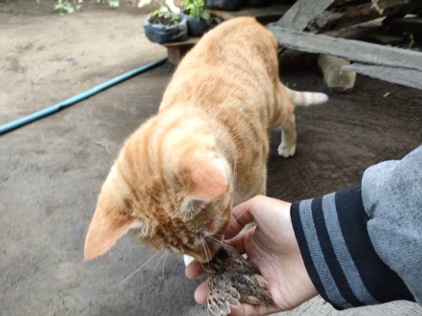 istock an orange cat is curious about a bird 1757829847