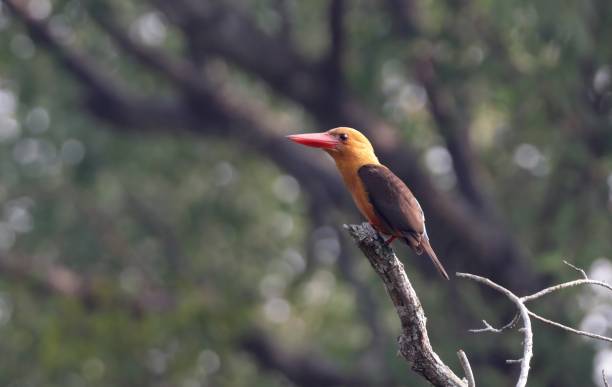 istock Brown-winged kingfisher 1757829859
