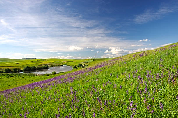 istock Green meadow with flowers 175783140