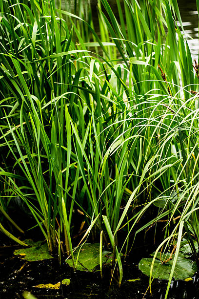 istock Reeds and water lily 175783195